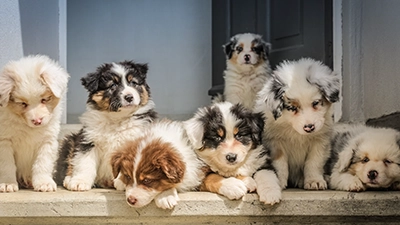 Foto van 8 honden