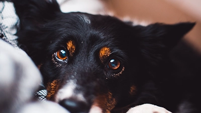 Foto van een hond